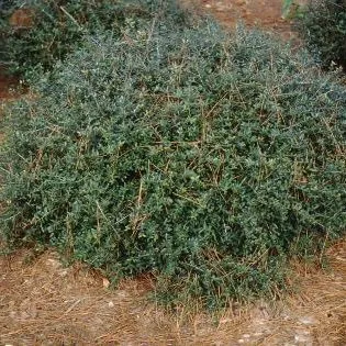 thumbnail for publication: Ilex Vomitoria 'Schilling's Dwarf' Schilling's Dwarf Holly